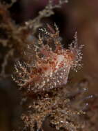 Image of bushy-backed nudibranch