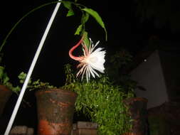 Image of Dutchman's Pipe Cactus