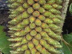 Image of Chilean gunnera