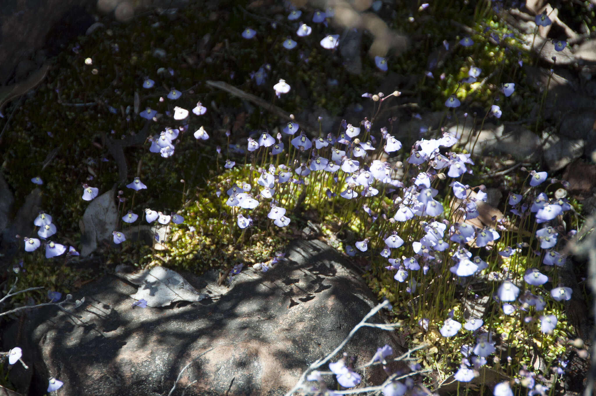 Image of Utricularia grampiana R. W. Jobson