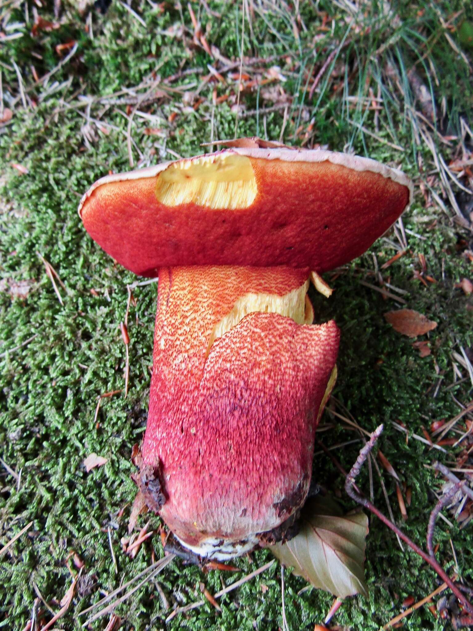 Image of ruddy bolete