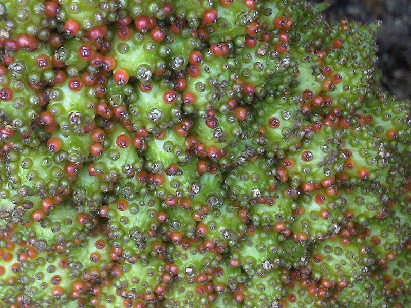 Image of Chilean gunnera