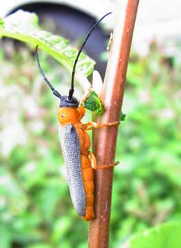 Image of Twin spot longhorn beetle