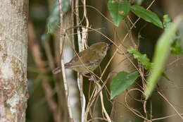 Image of Atherton Scrubwren