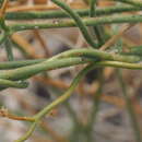 Image of hairy milkweed