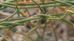 Image of hairy milkweed