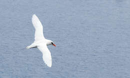 Image of Red-tailed Tropicbird