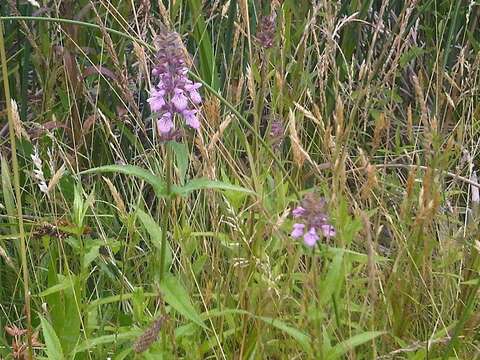 Image of Hedge-nettle