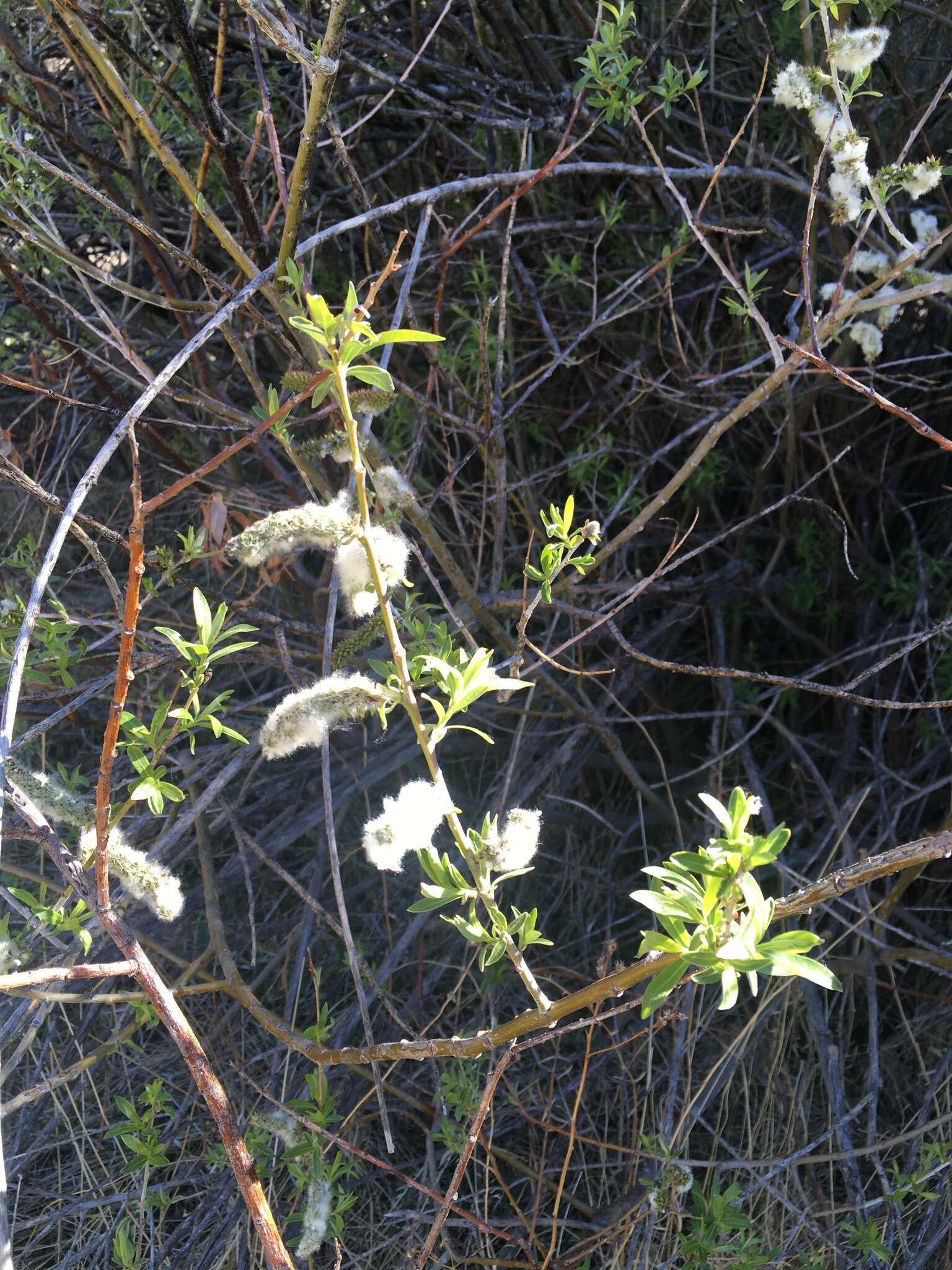 Imagem de Salix irrorata Anderss.