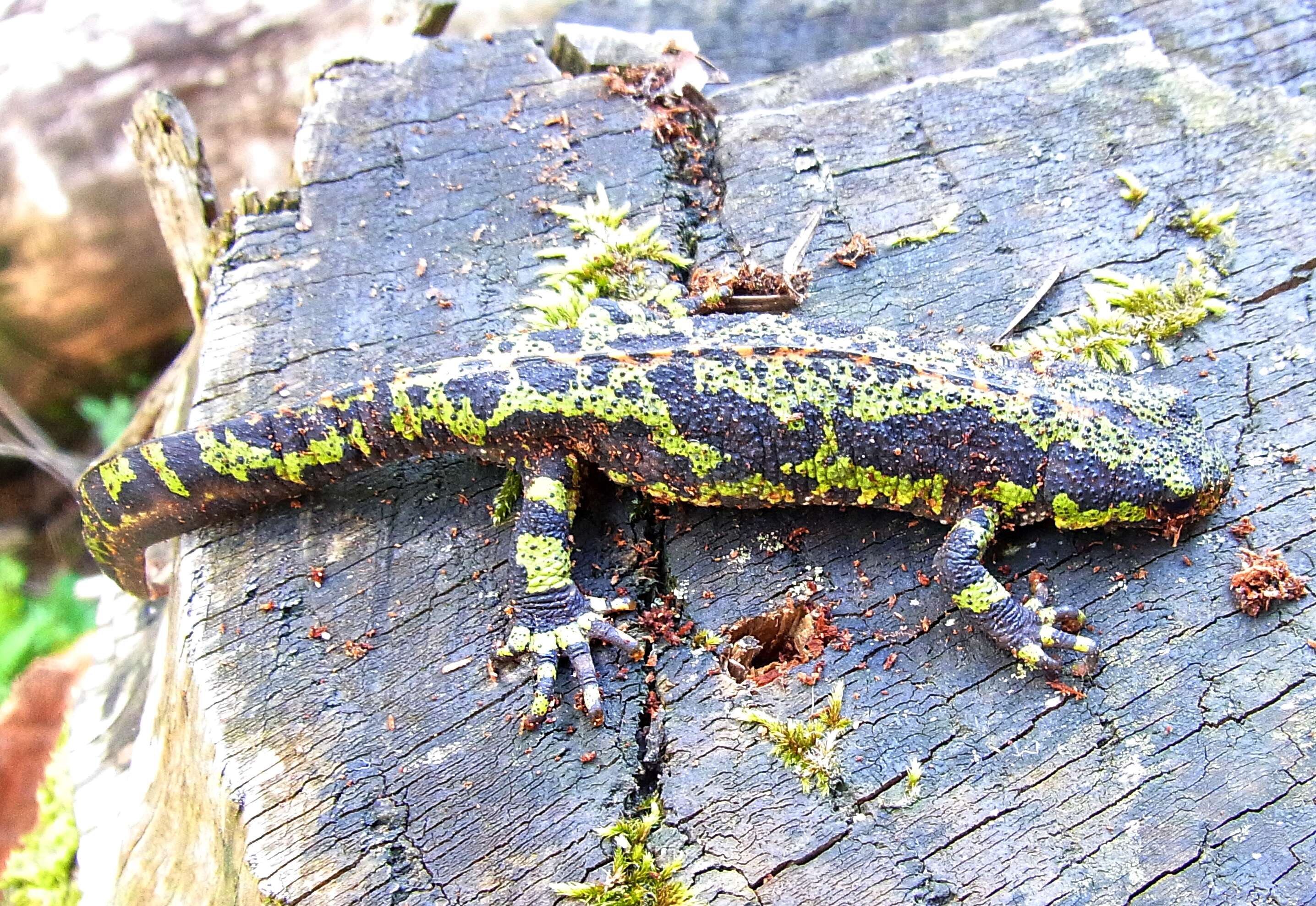 Triturus marmoratus (Latreille 1800) resmi