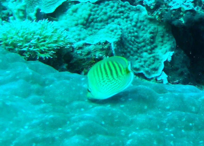 Image of Dot and dash Butterflyfish