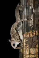 Image of Carolina Flying Squirrel