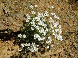 Image of Cerastium utriense G. Barberis