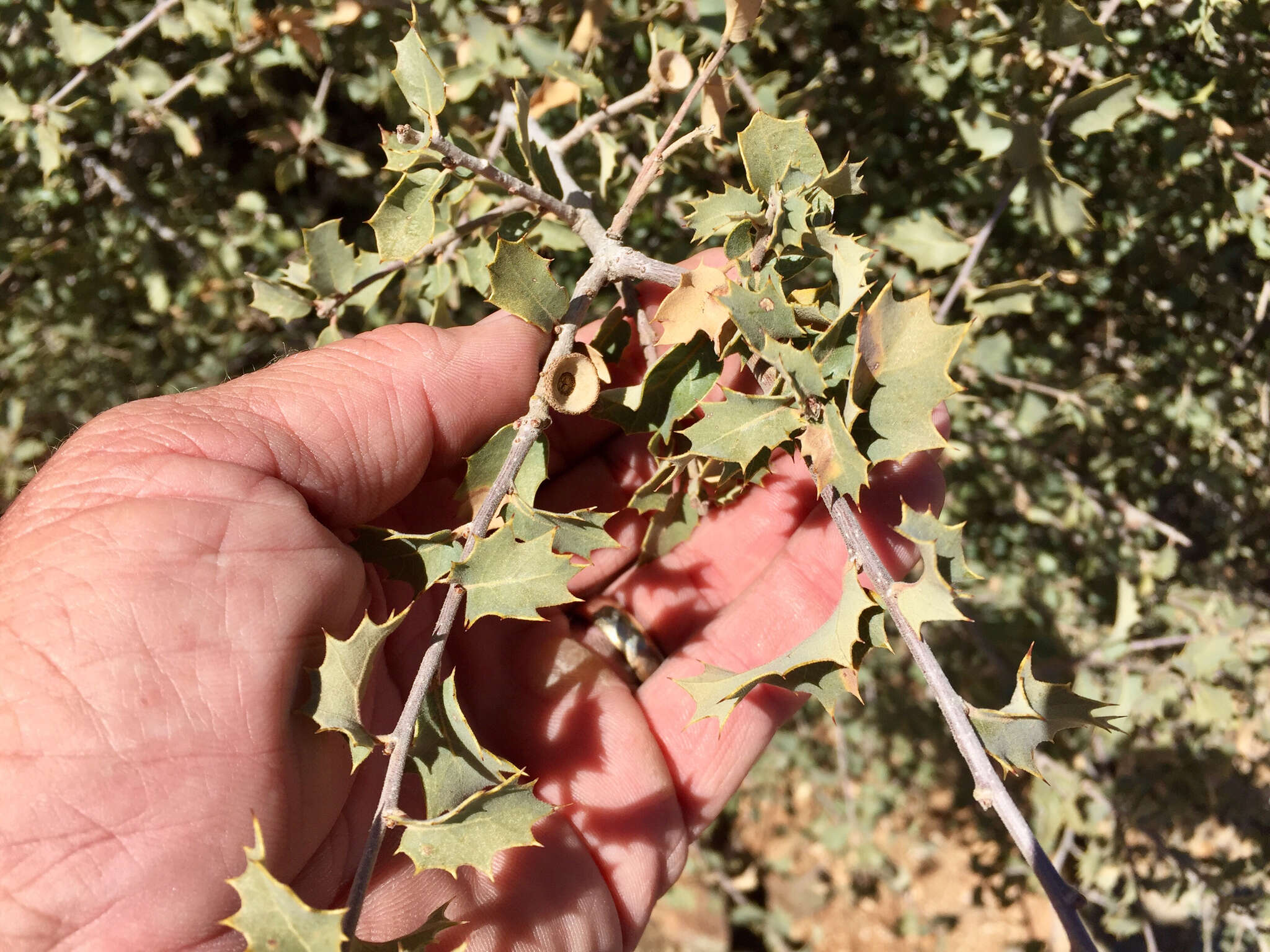 Image of Desert Scrub Oak