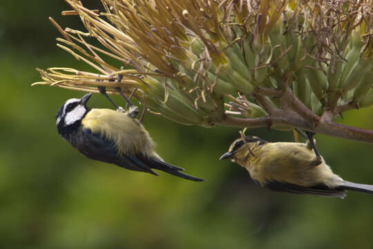 Image of African Blue Tit