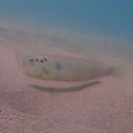 Image of Fivefinger razorfish