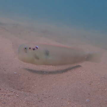 Iniistius pentadactylus (Linnaeus 1758) resmi