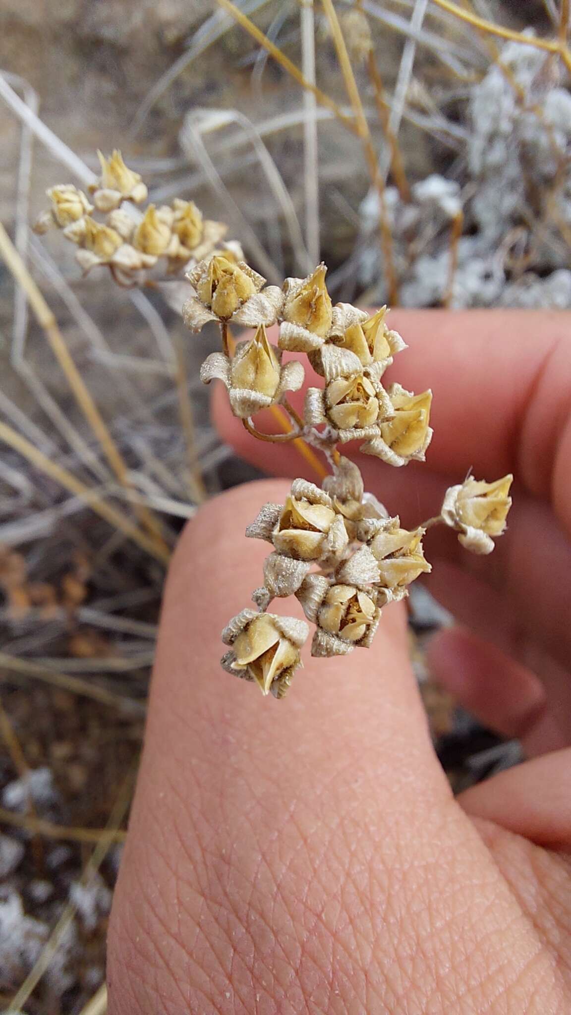 Image of Calceolaria polifolia Hook.