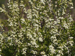 صورة Spiraea hypericifolia L.