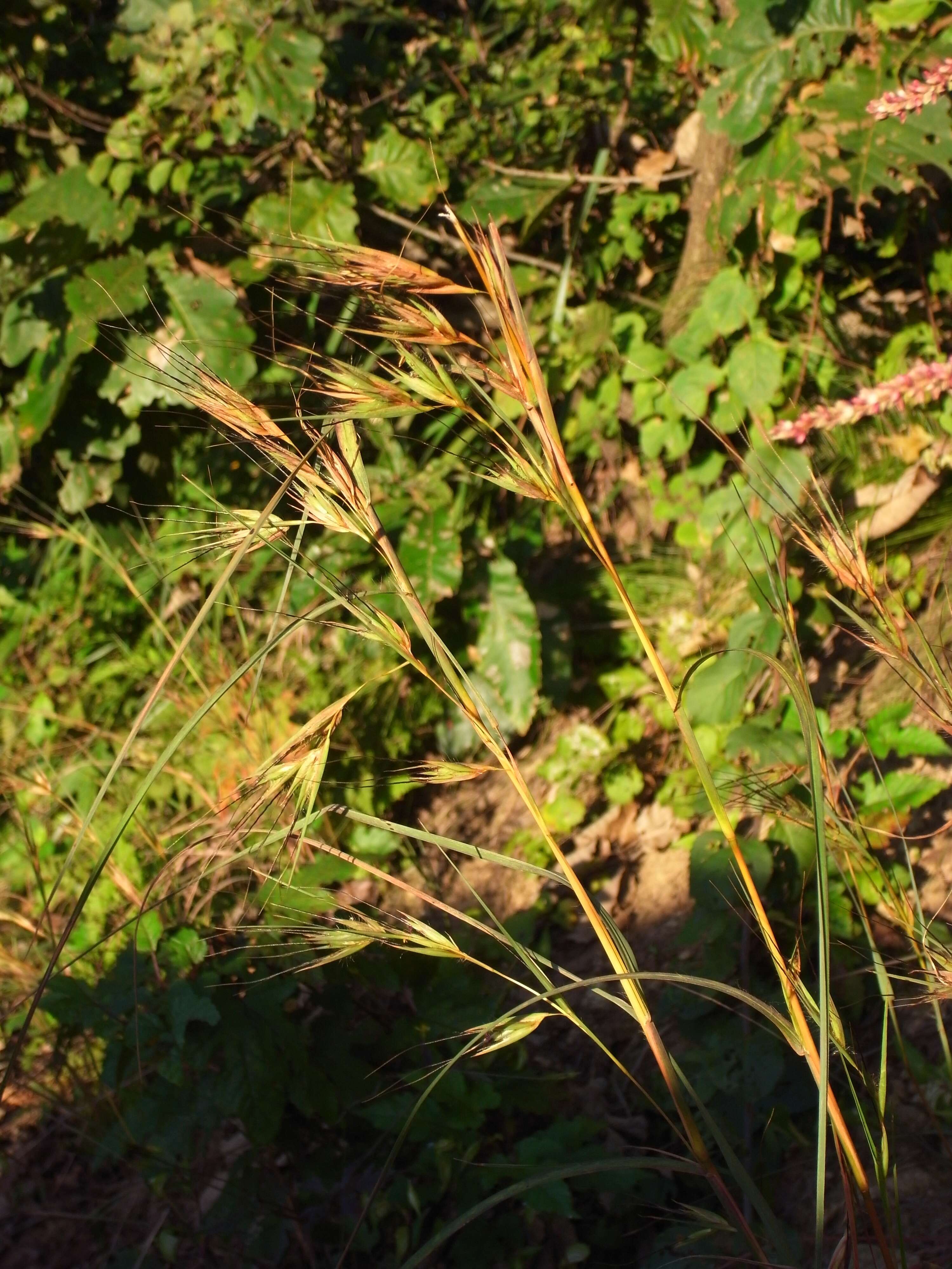 Image of Red grass