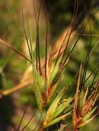 Image of Red grass