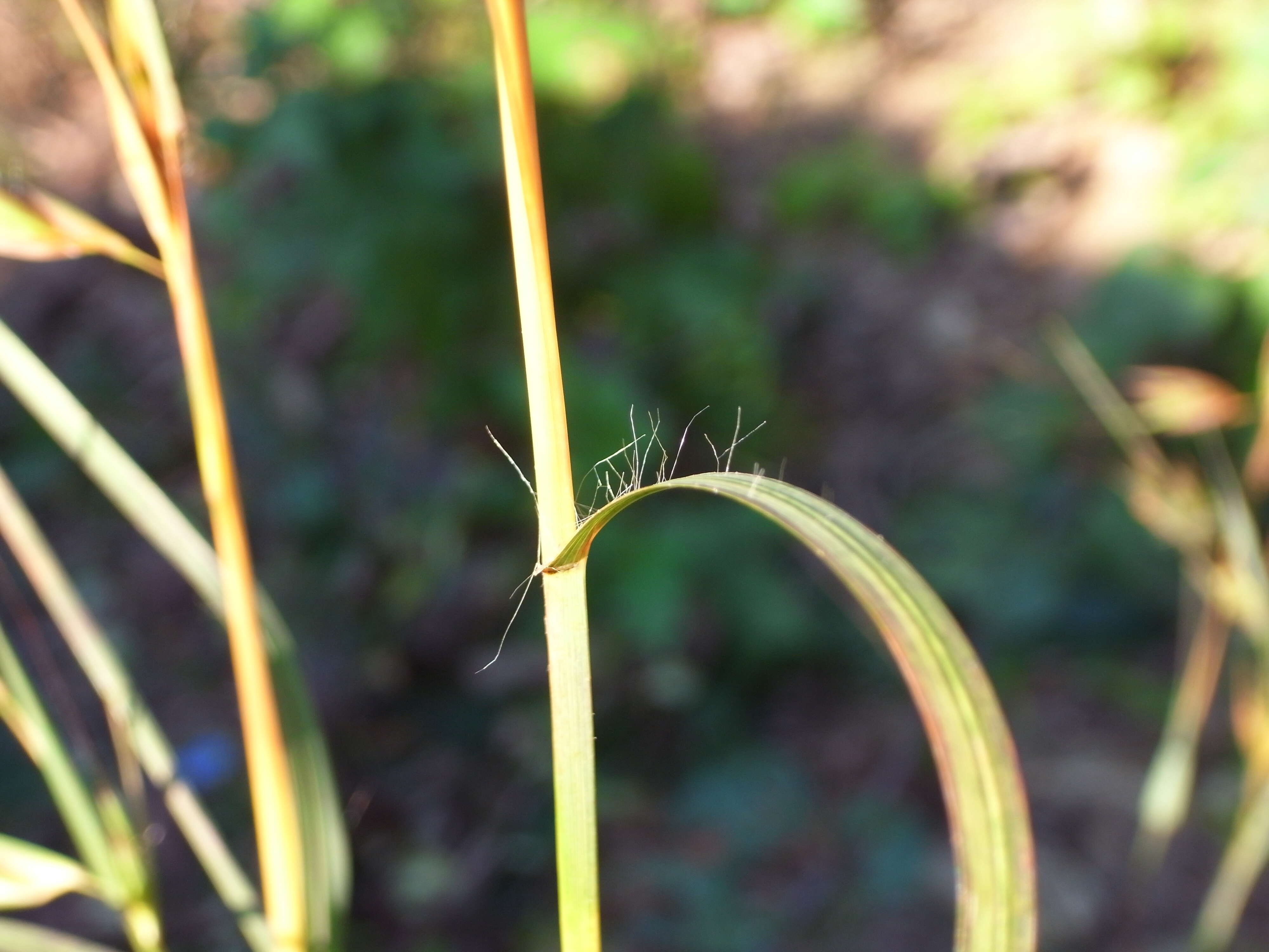 Image of Red grass