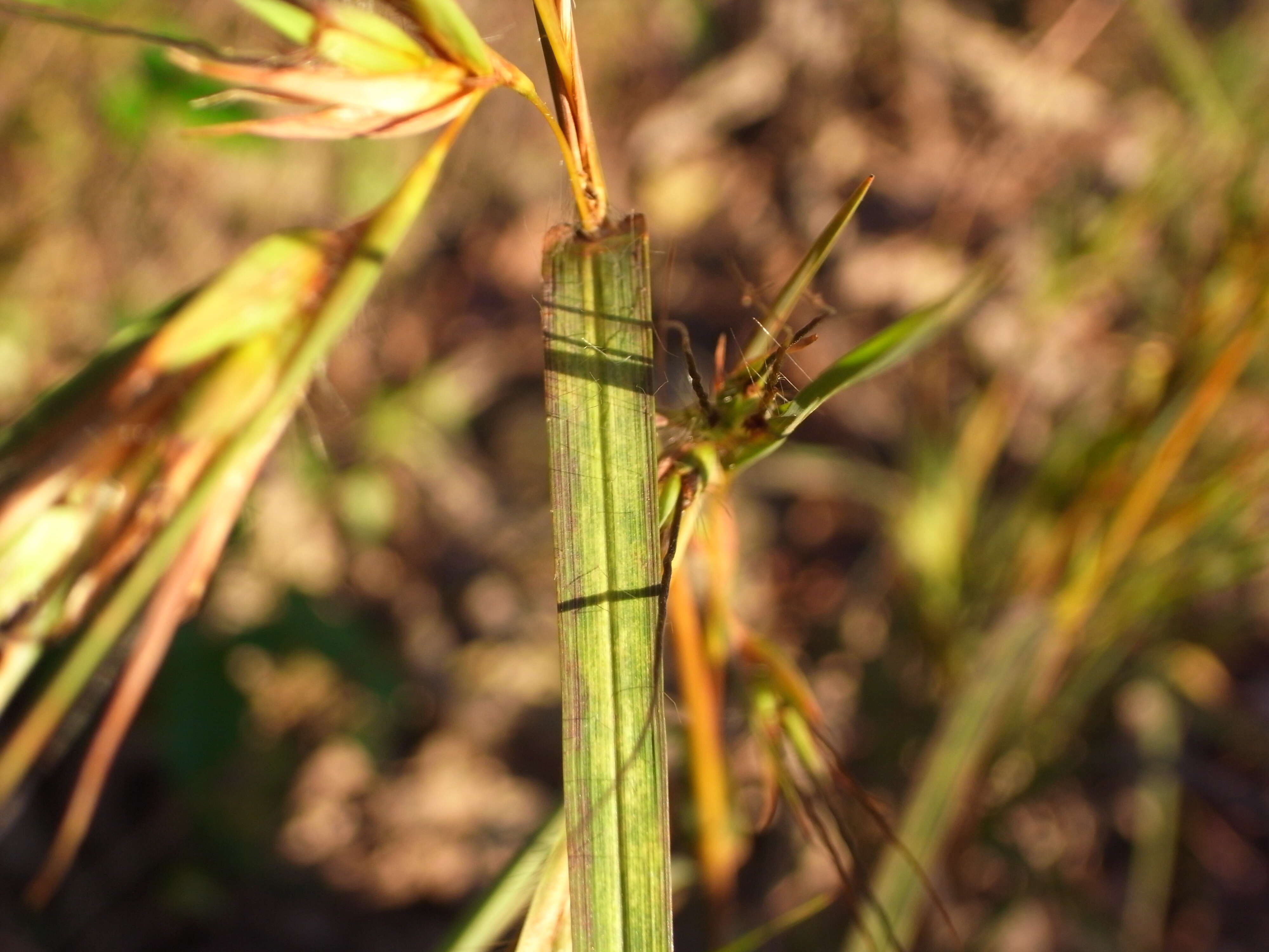 Image of Red grass