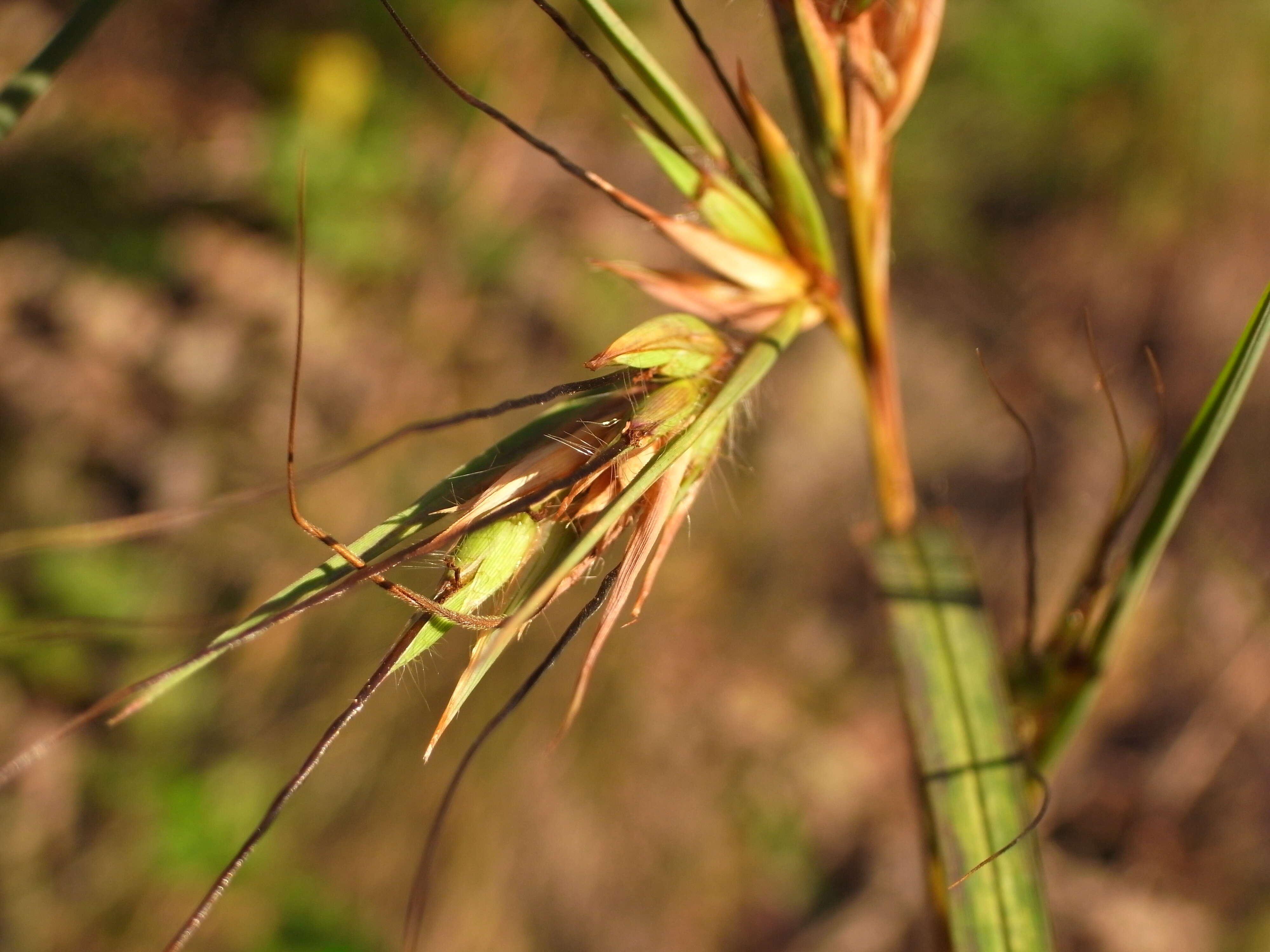 Image of Red grass