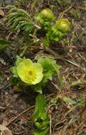 Image of American globeflower