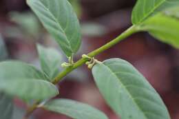 Image of Frangula mucronata (Schlechtend.) Grubov