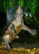 Image of Common Musk Turtle