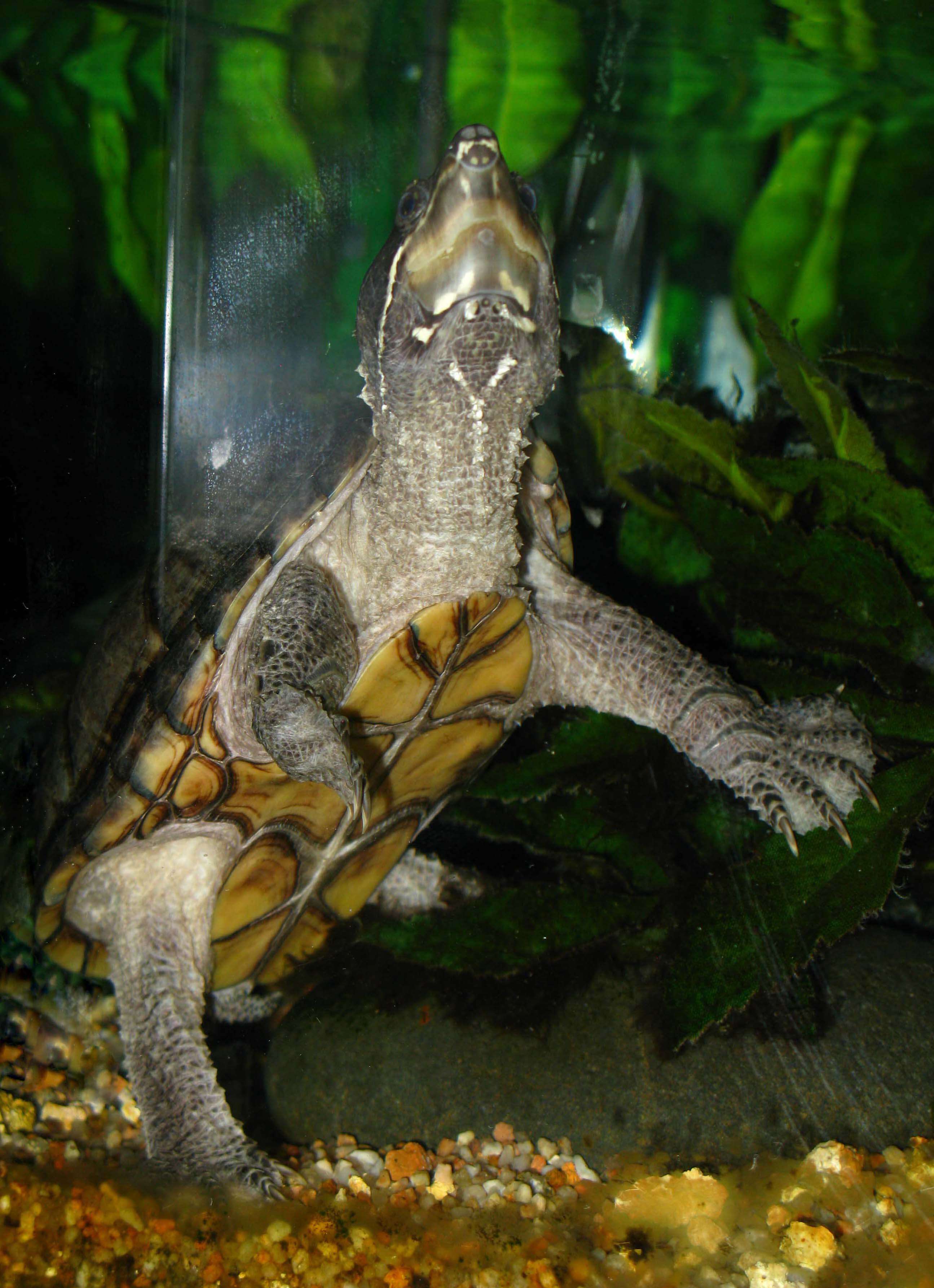 Image of Common Musk Turtle