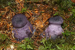 Image of Cortinarius violaceus (L.) Gray 1821