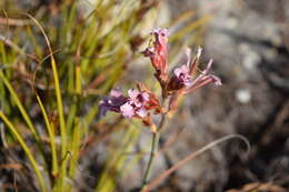 Image of Tritoniopsis dodii (G. J. Lewis) G. J. Lewis