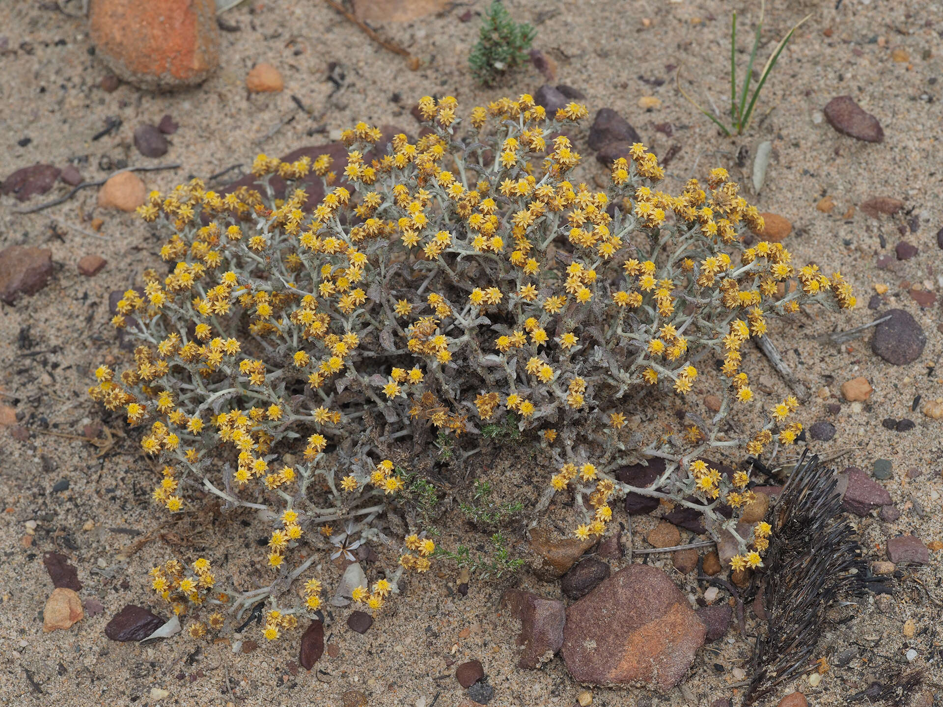 Helichrysum aureofolium O. M. Hilliard resmi