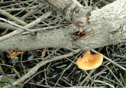 Image de Flammulina lupinicola (Redhead & R. H. Petersen) C. Hahn 2016