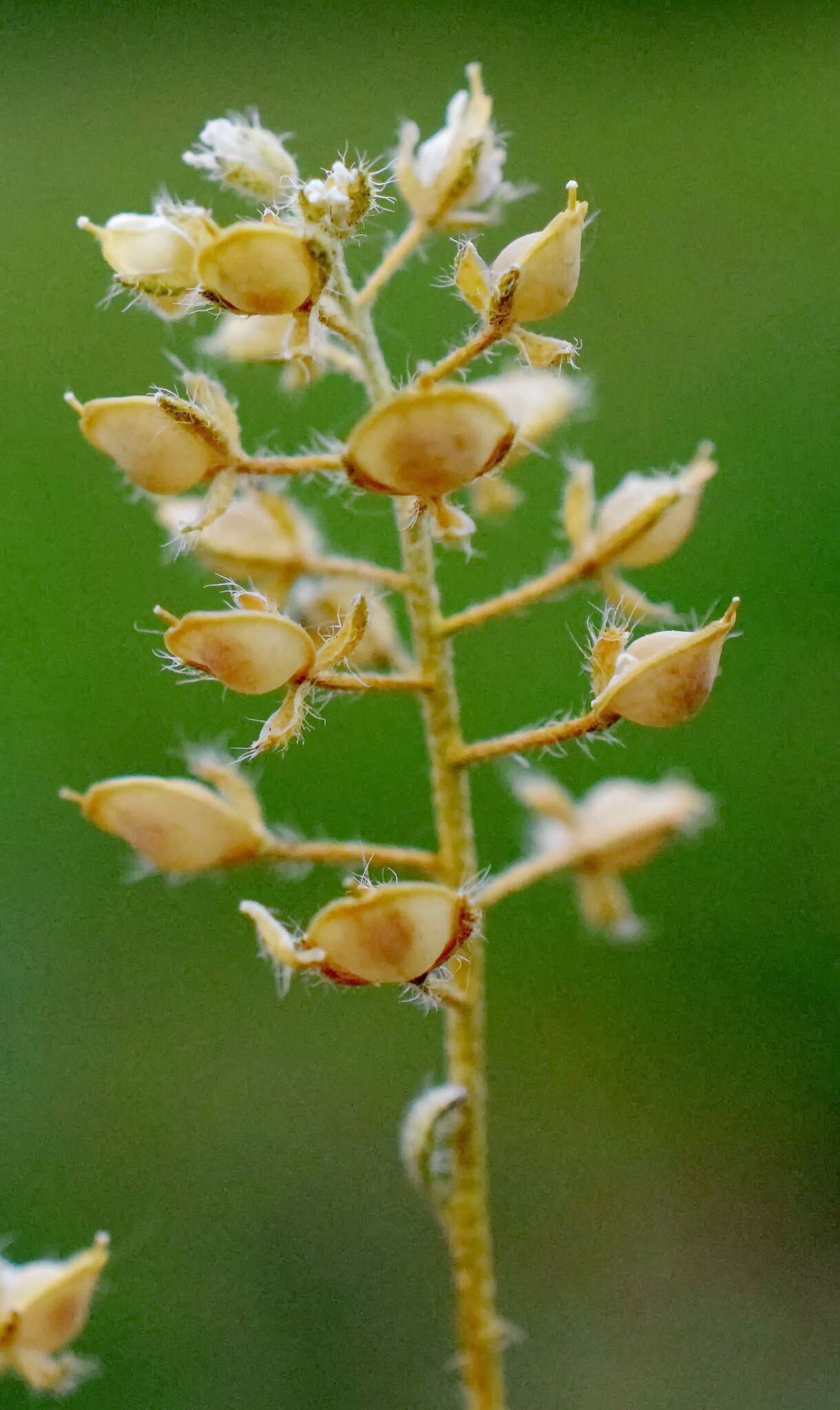 Plancia ëd Alyssum minutum Schlecht. ex DC.