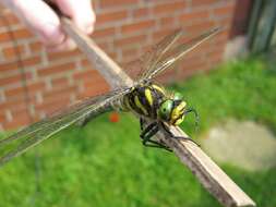 Image of golden-ringed dragonfly