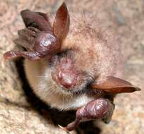 Image of Greater Mouse-eared Bat