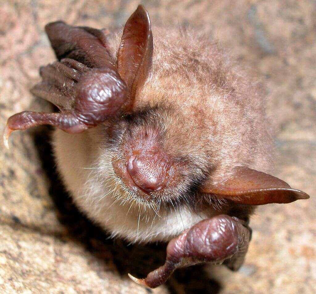 Image of Greater Mouse-eared Bat