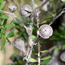 Sivun Leptospermum polygalifolium Salisb. kuva