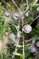 Sivun Leptospermum polygalifolium Salisb. kuva