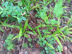 Image of Carex siderosticta Hance