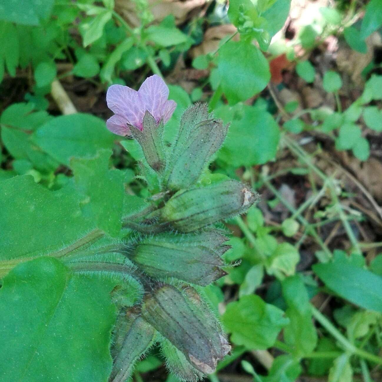 Image of Lungwort