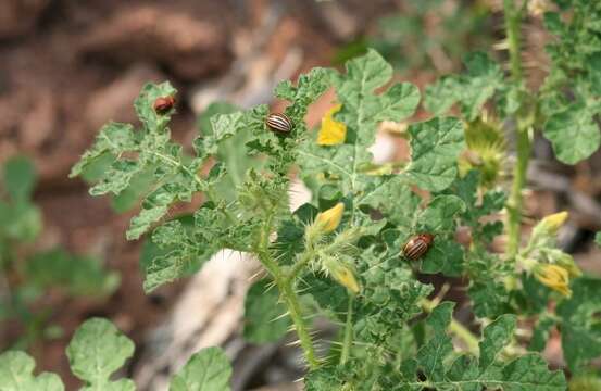 Image of Colorado potato beetle