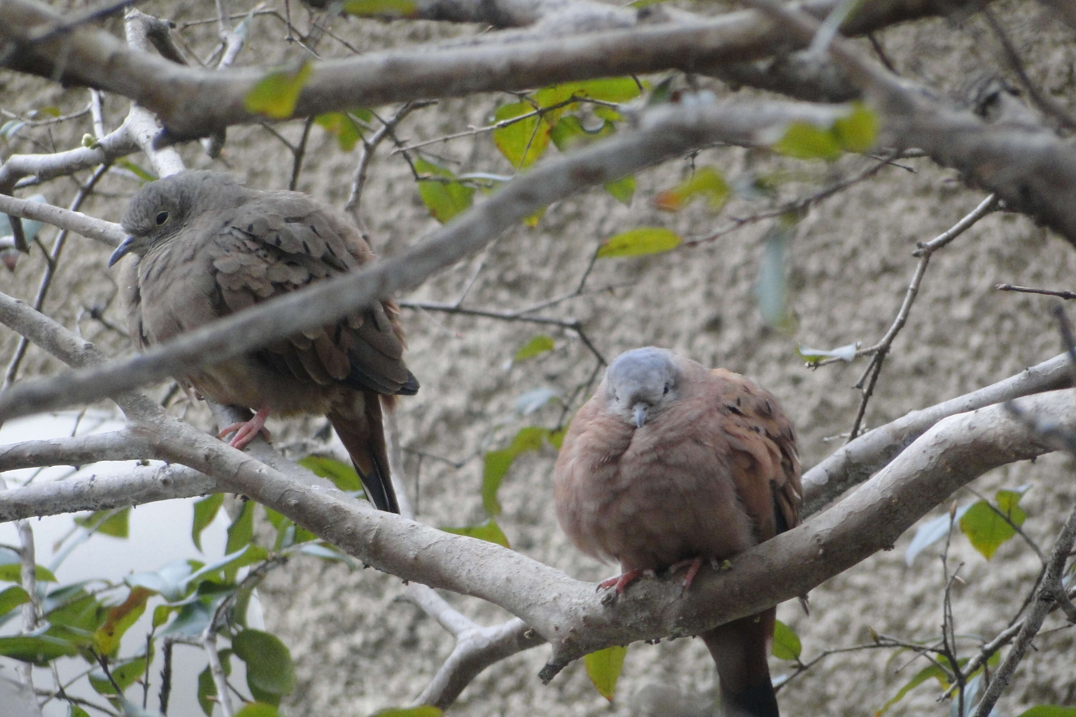 Image of Ruddy Ground Dove