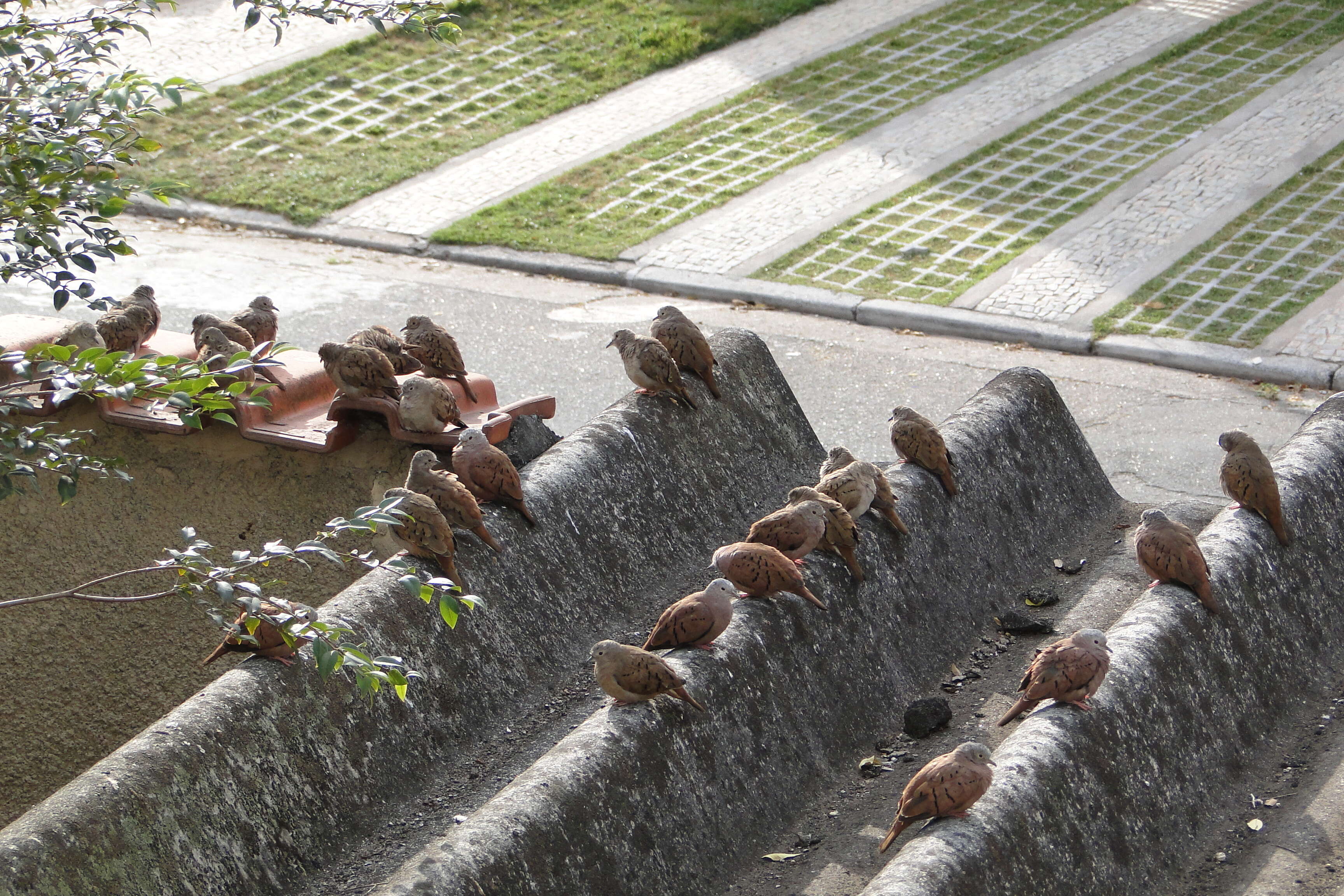 Image of Ruddy Ground Dove