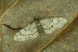 Image of oak-tree pug