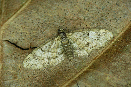 Image of oak-tree pug