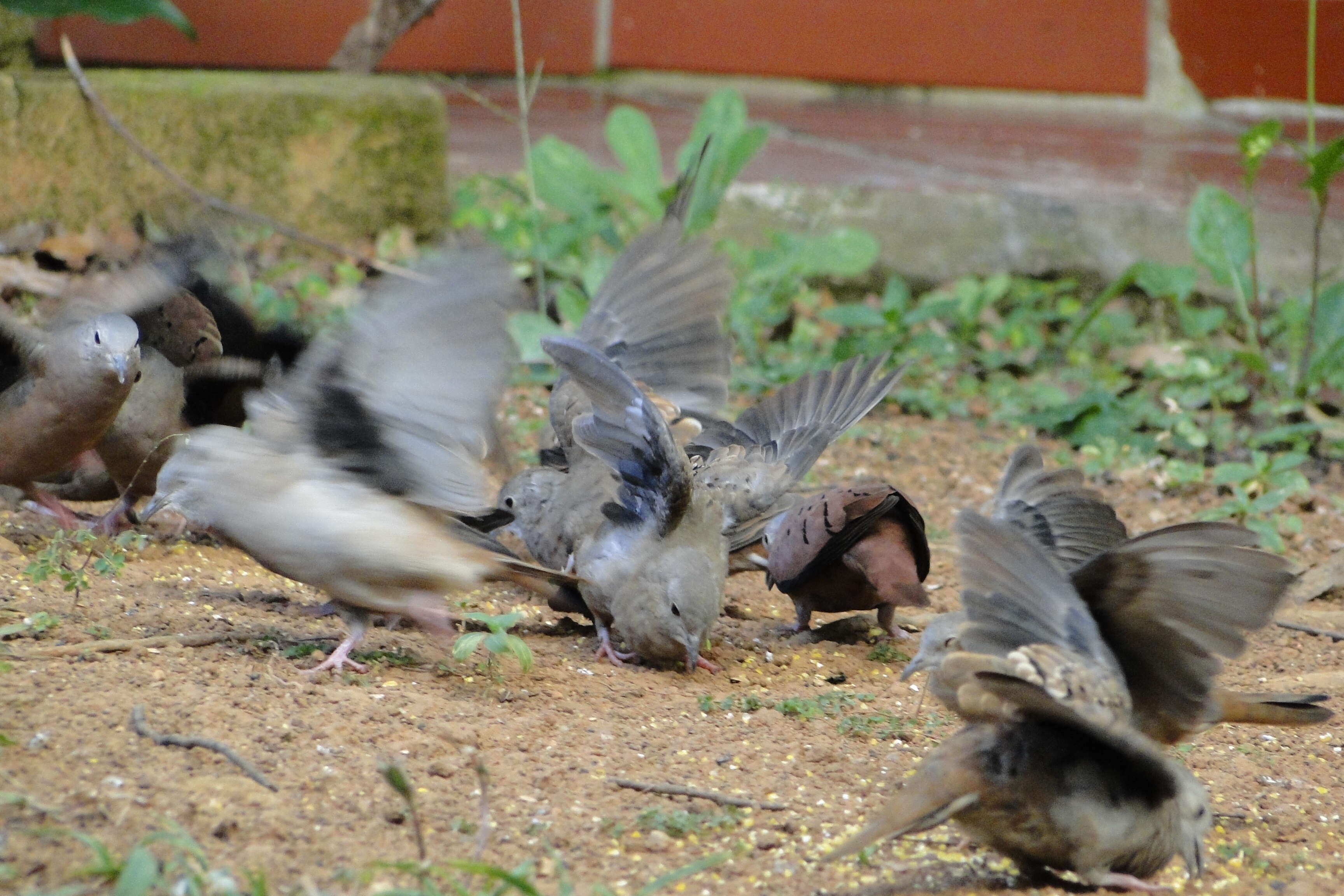 Image of Ruddy Ground Dove